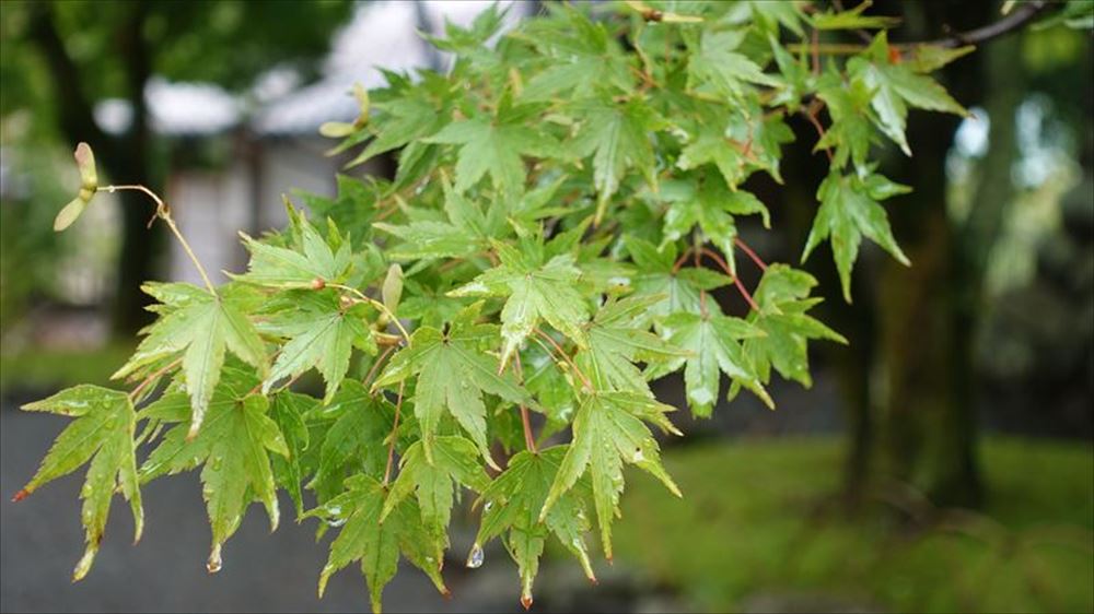 修禅寺